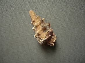Minerály - Zkamenělá mušle 28 mm č.17f - 16480250_