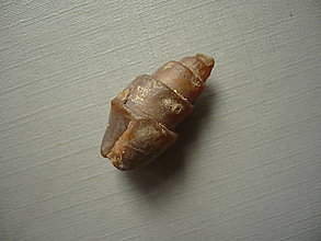 Minerály - Zkamenělá mušle 27 mm č.33f - 16480266_