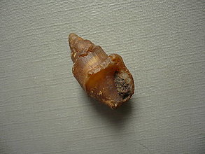 Minerály - Zkamenělá mušle 26 mm č.34f - 16480269_