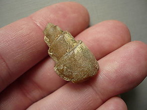 Minerály - Zkamenělá mušle 26 mm č.35f - 16480271_