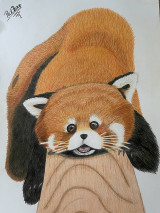 Kresby - Červená panda - 16509205_