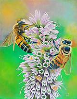 Obrazy - Včely zbierajú nektár - 16514326_