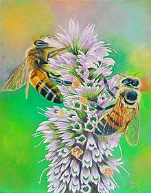 Obrazy - Včely zbierajú nektár - 16514326_