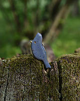 Dekorácie - Vtáčik modrej farby - 16527154_