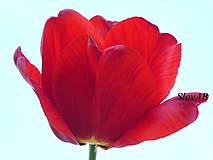 Fotografie - Červený tulipán - 16532994_