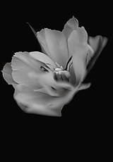 Fotografie - Krása v tulipáne ukrytá - 16555380_