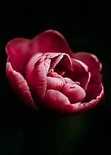 Fotografie - Jemnosť v tulipáne - 16562350_