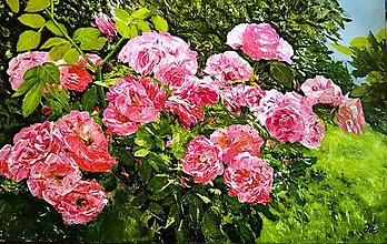 Obrazy - Záhon ruží. - 16561828_