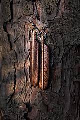 Náušnice - Náušnice z exotického dreva - 16568674_