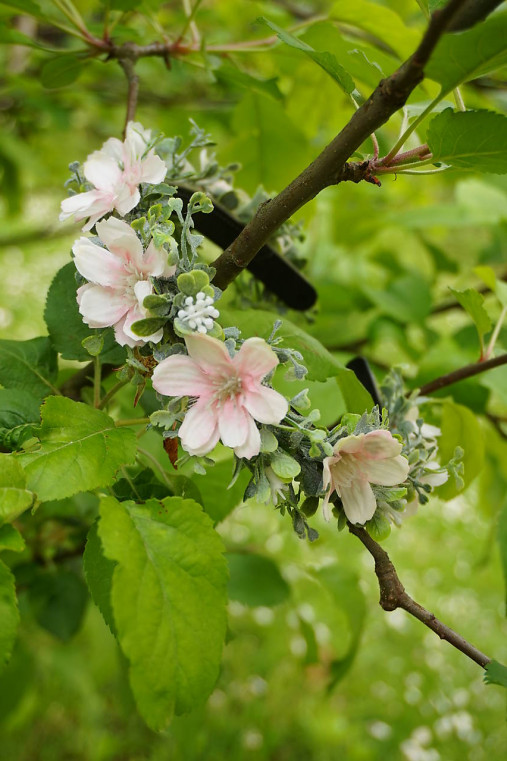 Čelenka - Jabloňový kvet