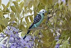Dekorácie - Andulka - papagájec vlnkovaný, podľa zadania - 16571278_