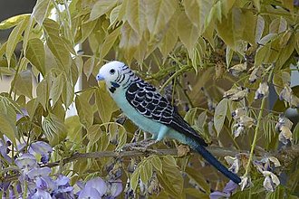 Dekorácie - Andulka - papagájec vlnkovaný, podľa zadania - 16571279_