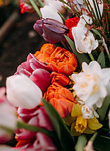 Fotografie - Žiarivá farba tulipánov - 16579844_