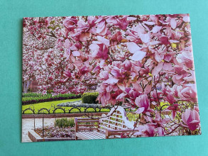 Papiernictvo - obálka magnolia 1 - 16583289_