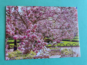 Papiernictvo - obálka magnolia 2 - 16583296_