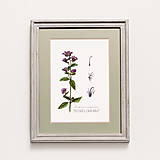 Obrazy - do 31.7. / 15% ZĽAVA // Botanický obraz A4 // Giclée art print - 16583808_