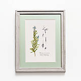 Obrazy - do 31.7. / 15% ZĽAVA // Botanický obraz A4 // Giclée art print - 16583810_