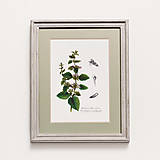 Obrazy - do 31.7. / 15% ZĽAVA // Botanický obraz A4 // Giclée art print - 16583811_