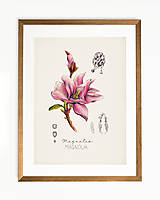 Obrazy - do 31.7. / 15% ZĽAVA // Botanický obraz A4 // Giclée art print - 16583817_