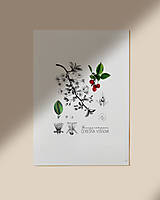 Obrazy - do 31.7. / 15% ZĽAVA // Botanický obraz A4 // Giclée art print - 16583828_