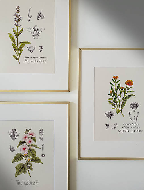 Obrazy - ● LIMITOVANÁ PONUKA ● Získajte 8€ zľavu ● Botanické ilustrácie A4 ● s kódom "BOTANIK" (Šalvia lekárska) - 16583803_