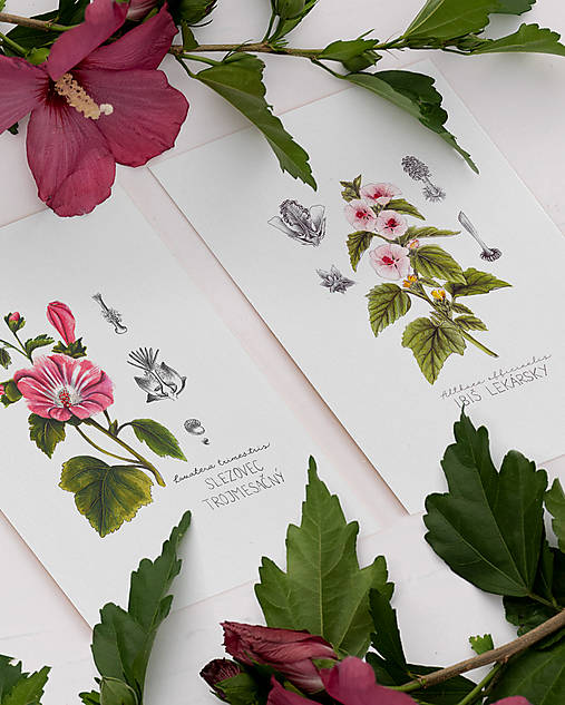 Obrazy - ● LIMITOVANÁ PONUKA ● Získajte 8€ zľavu ● Botanické ilustrácie A4 ● s kódom "BOTANIK" (Ibiš Lekársky) - 16583812_