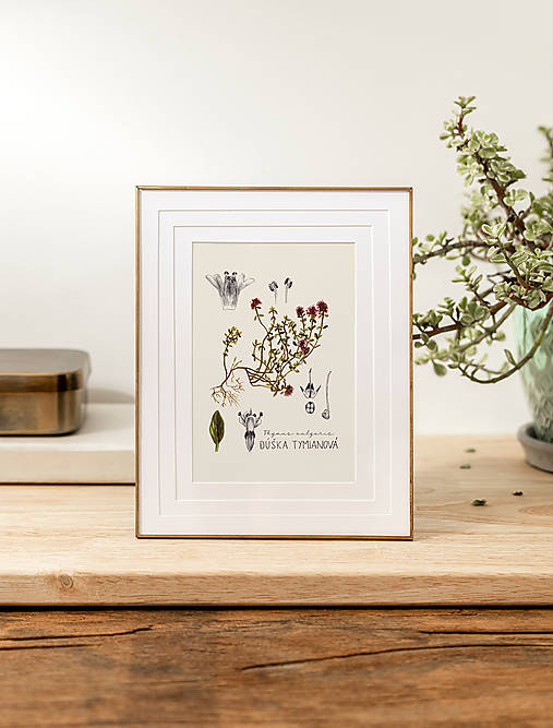 Obrazy - ZĽAVA 8€ ● LIMITOVANÁ PONUKA ● Botanické ilustrácie A4 (Materina dúška) - 16583815_