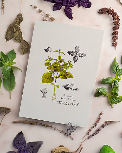 Obrazy - ● LIMITOVANÁ PONUKA ● Získajte 8€ zľavu ● Botanické ilustrácie A4 ● s kódom "BOTANIK" (Bazalka) - 16583819_