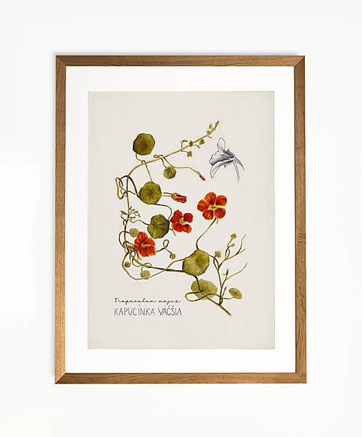 Obrazy - ZĽAVA 8€ ● LIMITOVANÁ PONUKA ● Botanické ilustrácie A4 (Kapucínka) - 16583821_