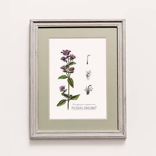 Obrazy - ZĽAVA 8€ ● LIMITOVANÁ PONUKA ● Botanické ilustrácie A4 (Nechtík lekársky) - 16583823_