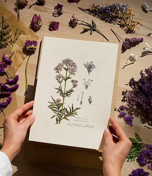 Obrazy - ● LIMITOVANÁ PONUKA ● Získajte 8€ zľavu ● Botanické ilustrácie A4 ● s kódom "BOTANIK" (Valeriána lekárska) - 16583824_