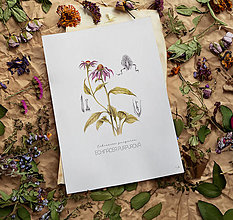 Obrazy - Set 4 Botanických Obrazov A4 (Echinacea) - 16583825_