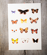 Obrazy - Motýli/ plakát A4 - 16585331_