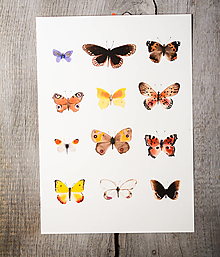 Obrazy - Motýli/ plakát A4 - 16585331_