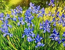 Obrazy - Očarujúce irisy. - 16590116_