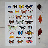 Obrazy - Motýli/ plakát A3 - 16614320_