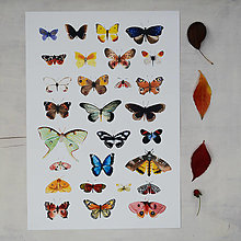 Obrazy - Motýli/ plakát A3 - 16614320_