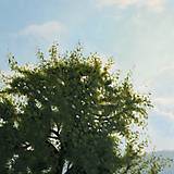 Obrazy - Obraz "Strom na lúke" - 16638589_