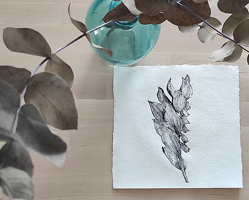 Grafika - Kokorík voňavý - 16646339_