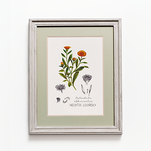 Obrazy - Obraz Nechtík lekársky - Botanická ilustrácia (Print) (A4 Jemne krémový papier s gramážou 300g/m2) - 16653055_