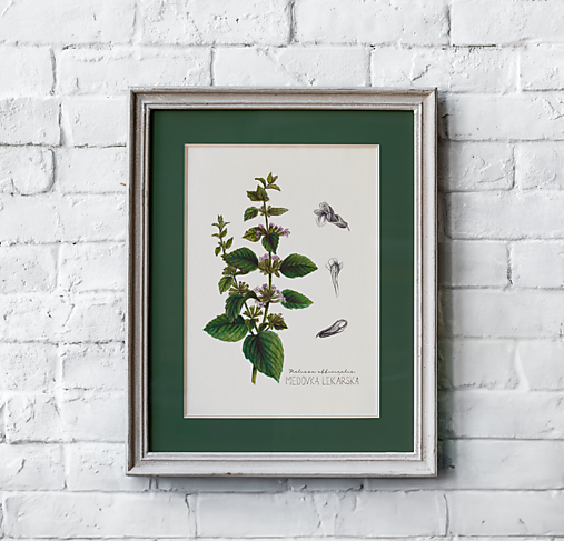 Obrazy - Obraz Medovka lekárska - Botanická ilustrácia (Print) (A4 Jemne krémový papier s gramážou 300g/m2) - 16653082_