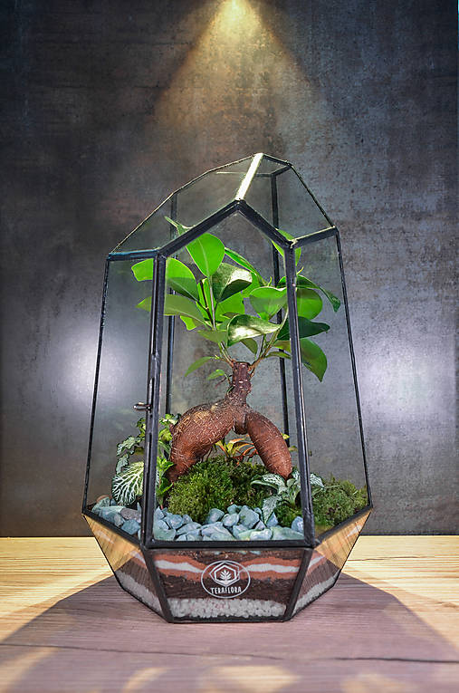 Nádoby - Rastlinné terárium Ficus Crystal - 16658851_