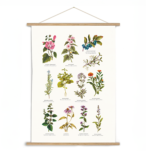 Obrazy - Botanický obraz byliniek (Giclée Print) - 16760296_