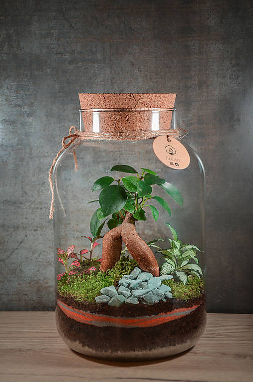 Nádoby - Rastlinné terárium vo fľaši Ficus - 16766892_