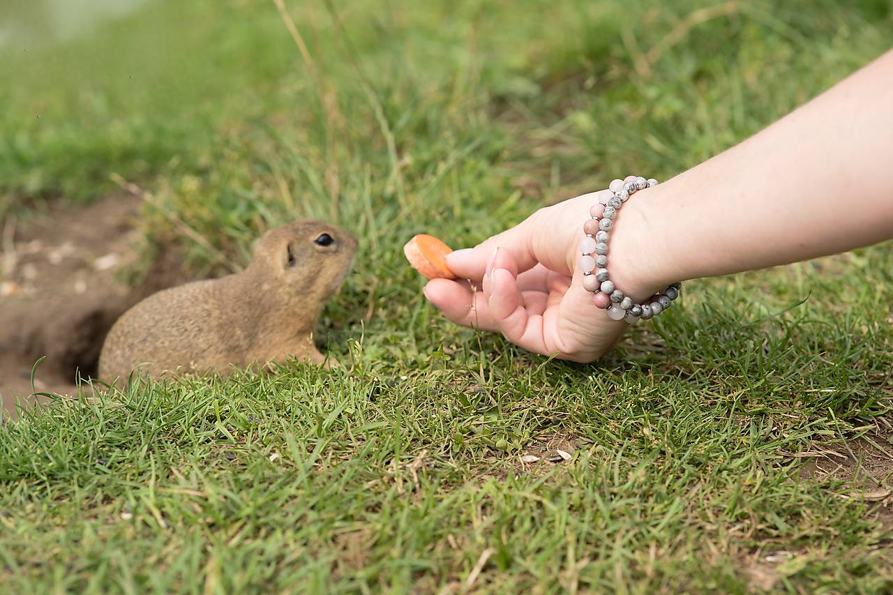 Doplatok za komponenty
