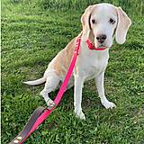 Pre zvieratá - Rýchloupínací obojok „Klik“ z BioThane® FOoFO   - 16797186_