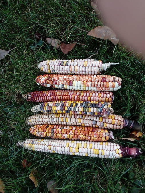 Suroviny - Kukurica maľované hory 2024 - 16827560_