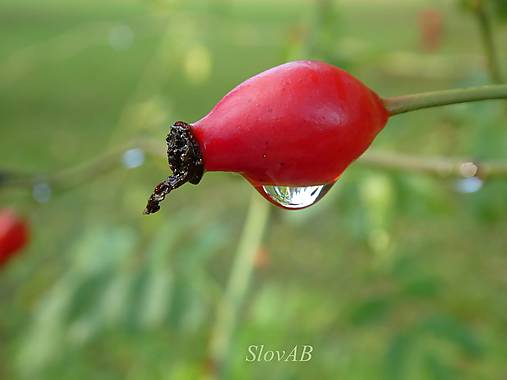 Fotografie - Šípka po daždi - 16851861_