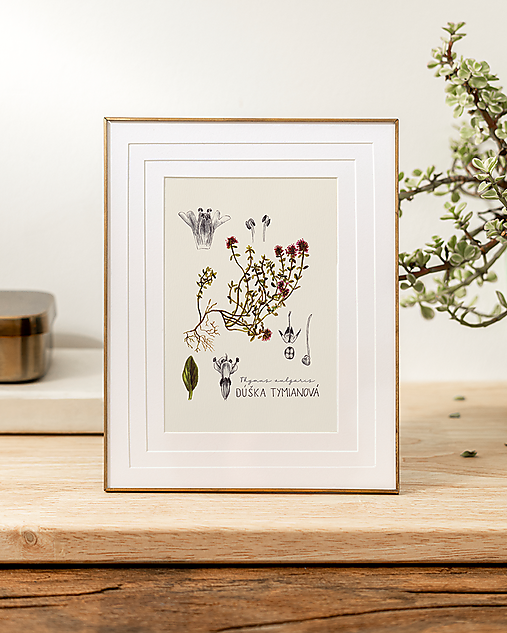 Obrazy - Obraz Dúška tymianová / Materina dúška - Botanická ilustrácia (Print) (A4 Jemne krémový papier s gramážou 300g/m2) - 16896691_