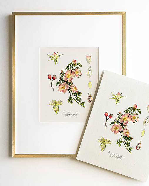 Obrazy - Set 4 Botanických Obrazov A4  (Ruža Šípová (Farebná ilustrácia)) - 16901045_